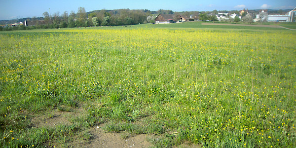 Lücken im Bewuchs nach der Rekultivierung