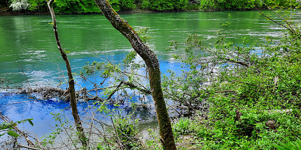Markierversuch 2023: Impfen der Aare